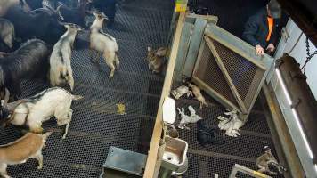Worker enters kill pen with bolt gun - Each day, workers will collect newborn goats (kids) and lambs, and deposit them in a small pen.
Lambs and kids are killed using a handheld bolt gun which shoots a retracting bolt into their brain. Used as a method of ‘stunning’ for larger animals, captive bolt guns are known for being unreliable in their ability to render an animal unconscious and insensible to pain. Yet, it is still legal in Victoria to use these devices as a method of slaughter for newborn animals.
Our footage shows baby goats continuing to struggle, sit up, cry out and attempt to stand for over 6 hours after they have been shot by a captive bolt gun. One of these kids struggles throughout the night and is ultimately shot again by a worker the following morning, but only after another newborn has been added to the pen. Another kid is seen sitting up and calling out less than 10 minutes after they have been shot. They attempt to stand and continue to cry throughout the night before a worker picks them up and carries them away in the early hours of the following morning.
- Captured at Cedar Meats, Brooklyn VIC Australia.