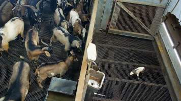 Newborn goat attempting to stand - Each day, workers will collect newborn goats (kids) and lambs, and deposit them in a small pen.
Lambs and kids are killed using a handheld bolt gun which shoots a retracting bolt into their brain. Used as a method of ‘stunning’ for larger animals, captive bolt guns are known for being unreliable in their ability to render an animal unconscious and insensible to pain. Yet, it is still legal in Victoria to use these devices as a method of slaughter for newborn animals.
Our footage shows baby goats continuing to struggle, sit up, cry out and attempt to stand for over 6 hours after they have been shot by a captive bolt gun. One of these kids struggles throughout the night and is ultimately shot again by a worker the following morning, but only after another newborn has been added to the pen. Another kid is seen sitting up and calling out less than 10 minutes after they have been shot. They attempt to stand and continue to cry throughout the night before a worker picks them up and carries them away in the early hours of the following morning.
- Captured at Cedar Meats, Brooklyn VIC Australia.