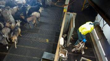 Worker collects bodies of baby goats - Each day, workers will collect newborn goats (kids) and lambs, and deposit them in a small pen.
Lambs and kids are killed using a handheld bolt gun which shoots a retracting bolt into their brain. Used as a method of ‘stunning’ for larger animals, captive bolt guns are known for being unreliable in their ability to render an animal unconscious and insensible to pain. Yet, it is still legal in Victoria to use these devices as a method of slaughter for newborn animals.
Our footage shows baby goats continuing to struggle, sit up, cry out and attempt to stand for over 6 hours after they have been shot by a captive bolt gun. One of these kids struggles throughout the night and is ultimately shot again by a worker the following morning, but only after another newborn has been added to the pen. Another kid is seen sitting up and calling out less than 10 minutes after they have been shot. They attempt to stand and continue to cry throughout the night before a worker picks them up and carries them away in the early hours of the following morning.
- Captured at Cedar Meats, Brooklyn VIC Australia.