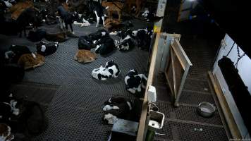 Bobby calves in holding pens - Captured at Cedar Meats, Brooklyn VIC Australia.