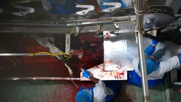 Bobby calf struggling in blood drain - Several calves are seen showing clear signs of consciousness, including blinking and looking around, even as they are hung upside down and moved further into the facility. Our footage shows that calves will continue to struggle on the shackle line, with some shaking free and falling into the blood-filled drain below. Distressingly, some calves survived both the throat cutting and the fall, leading to them continuing to thrash and struggle as they slowly drowned in the blood of those who continued to be killed above them.
- Captured at Cedar Meats, Brooklyn VIC Australia.