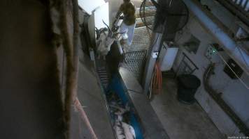 Goat attempts to escape the stunning restraint - Hidden camera footage shows workers throwing goats head first into the stunning restraint to force them towards the kill room. Many goats manage to briefly escape from the restraint, with some even jumping free into the kill room and being shackled while fully conscious.
- Captured at Cedar Meats, Brooklyn VIC Australia.