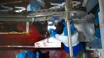 Conscious goat dragged into kill room - Many goats manage to briefly escape from the restraint, with some even jumping free into the kill room and being shackled while fully conscious.
Once in the kill room, goats have their throats slit and are hung upside down on a shackle line. Our cameras show that continued consciousness is not uncommon, with goats appearing to blink, thrash and struggle as they bleed out on the sticking table. Some goats fall into the blood-filled drain below the shackle line and are seen continuing to struggle as other goats are killed above them. Footage shows one fully conscious goat, frantic with fear, sliding through the deep blood and cowering as the blood of dozens of goats covers them completely. Finally they are dragged out and shackled.
- Captured at Cedar Meats, Brooklyn VIC Australia.