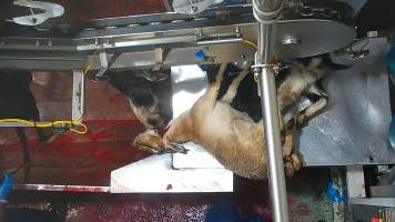 Goat sticking - Once in the kill room, goats have their throats slit and are hung upside down on a shackle line. Our cameras show that continued consciousness is not uncommon, with goats appearing to blink, thrash and struggle as they bleed out on the sticking table. Some goats fall into the blood-filled drain below the shackle line and are seen continuing to struggle as other goats are killed above them. Footage shows one fully conscious goat, frantic with fear, sliding through the deep blood and cowering as the blood of dozens of goats covers them completely. Finally they are dragged out and shackled.
- Captured at Cedar Meats, Brooklyn VIC Australia.