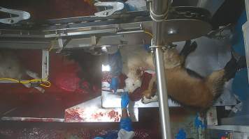 Goat sticking - Once in the kill room, goats have their throats slit and are hung upside down on a shackle line. Our cameras show that continued consciousness is not uncommon, with goats appearing to blink, thrash and struggle as they bleed out on the sticking table. Some goats fall into the blood-filled drain below the shackle line and are seen continuing to struggle as other goats are killed above them. Footage shows one fully conscious goat, frantic with fear, sliding through the deep blood and cowering as the blood of dozens of goats covers them completely. Finally they are dragged out and shackled.
- Captured at Cedar Meats, Brooklyn VIC Australia.