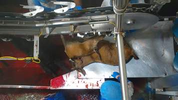 Goat sticking - Once in the kill room, goats have their throats slit and are hung upside down on a shackle line. Our cameras show that continued consciousness is not uncommon, with goats appearing to blink, thrash and struggle as they bleed out on the sticking table. Some goats fall into the blood-filled drain below the shackle line and are seen continuing to struggle as other goats are killed above them. Footage shows one fully conscious goat, frantic with fear, sliding through the deep blood and cowering as the blood of dozens of goats covers them completely. Finally they are dragged out and shackled.
- Captured at Cedar Meats, Brooklyn VIC Australia.