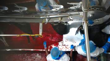 Bloody goat in blood drain - Once in the kill room, goats have their throats slit and are hung upside down on a shackle line. Our cameras show that continued consciousness is not uncommon, with goats appearing to blink, thrash and struggle as they bleed out on the sticking table. Some goats fall into the blood-filled drain below the shackle line and are seen continuing to struggle as other goats are killed above them. Footage shows one fully conscious goat, frantic with fear, sliding through the deep blood and cowering as the blood of dozens of goats covers them completely. Finally they are dragged out and shackled.
- Captured at Cedar Meats, Brooklyn VIC Australia.