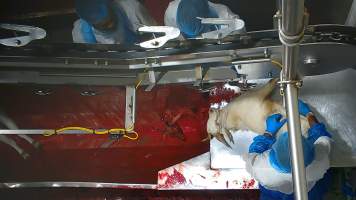 Bloody goat looking around while reshackled - Once in the kill room, goats have their throats slit and are hung upside down on a shackle line. Our cameras show that continued consciousness is not uncommon, with goats appearing to blink, thrash and struggle as they bleed out on the sticking table. Some goats fall into the blood-filled drain below the shackle line and are seen continuing to struggle as other goats are killed above them. Footage shows one fully conscious goat, frantic with fear, sliding through the deep blood and cowering as the blood of dozens of goats covers them completely. Finally they are dragged out and shackled.
- Captured at Cedar Meats, Brooklyn VIC Australia.
