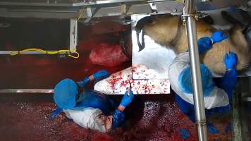Conscious goat in blood drain - Footage shows one fully conscious goat, frantic with fear, sliding through the deep blood and cowering as the blood of dozens of goats covers them completely. Finally they are dragged out and shackled.
Once in the kill room, goats have their throats slit and are hung upside down on a shackle line. Our cameras show that continued consciousness is not uncommon, with goats appearing to blink, thrash and struggle as they bleed out on the sticking table. Some goats fall into the blood-filled drain below the shackle line and are seen continuing to struggle as other goats are killed above them. - Captured at Cedar Meats, Brooklyn VIC Australia.