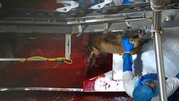 Conscious goat in blood drain - Footage shows one fully conscious goat, frantic with fear, sliding through the deep blood and cowering as the blood of dozens of goats covers them completely. Finally they are dragged out and shackled.
Once in the kill room, goats have their throats slit and are hung upside down on a shackle line. Our cameras show that continued consciousness is not uncommon, with goats appearing to blink, thrash and struggle as they bleed out on the sticking table. Some goats fall into the blood-filled drain below the shackle line and are seen continuing to struggle as other goats are killed above them.
- Captured at Cedar Meats, Brooklyn VIC Australia.