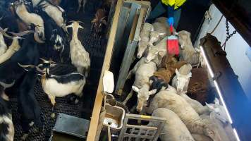 A worker herds sheep with a paddle - Captured at Cedar Meats, Brooklyn VIC Australia.