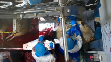 Sheep sticking - Multiple sheep were seen displaying signs of consciousness, including blinking and thrashing, after their throats had been slit. Footage shows sheep escapinig into the kill room without stunning and are hung on the shackle line while fully conscious, while many more are seen struggling on the floor or in the bloody drain below the shackle line, after having fallen. - Captured at Cedar Meats, Brooklyn VIC Australia.