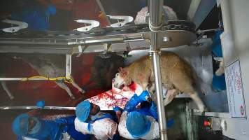 Sheep struggling on sticking table - Multiple sheep were seen displaying signs of consciousness, including blinking and thrashing, after their throats had been slit. Footage shows sheep escapinig into the kill room without stunning and are hung on the shackle line while fully conscious, while many more are seen struggling on the floor or in the bloody drain below the shackle line, after having fallen. - Captured at Cedar Meats, Brooklyn VIC Australia.