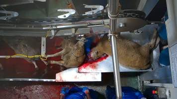 Worker rubs blood into sheep's face. - Workers were filmed playing with the bodies of the dead and dying sheep, including cutting into their faces and pulling at their tongue, writing their name on the body of a sheep using the sheep’s own blood and even appearing to eat part of a sheep's body which had been cut off, while standing on the kill floor.
- Captured at Cedar Meats, Brooklyn VIC Australia.