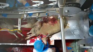 Worker twists sheeps neck after cutting their throat - Workers were filmed playing with the bodies of the dead and dying sheep, including cutting into their faces and pulling at their tongue, writing their name on the body of a sheep using the sheep’s own blood and even appearing to eat part of a sheep's body which had been cut off, while standing on the kill floor.
- Captured at Cedar Meats, Brooklyn VIC Australia.
