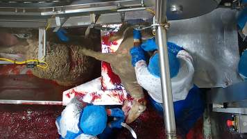 Worker cuts into the side of a sheep's face - Workers were filmed playing with the bodies of the dead and dying sheep, including cutting into their faces and pulling at their tongue, writing their name on the body of a sheep using the sheep’s own blood and even appearing to eat part of a sheep's body which had been cut off, while standing on the kill floor.
- Captured at Cedar Meats, Brooklyn VIC Australia.