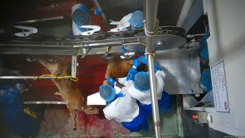 Bobby calf on shackle line - Several calves are seen showing clear signs of consciousness, including blinking and looking around, even as they are hung upside down and moved further into the facility. Our footage shows that calves will continue to struggle on the shackle line, with some shaking free and falling into the blood-filled drain below. Distressingly, some calves survived both the throat cutting and the fall, leading to them continuing to thrash and struggle as they slowly drowned in the blood of those who continued to be killed above them. - Captured at Cedar Meats, Brooklyn VIC Australia.
