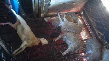 Sheep dragged through kill pen - A sheep is dragged into the kill room after having their throat slit. - Captured at Crows Nest Meatworks, Crows Nest QLD Australia.