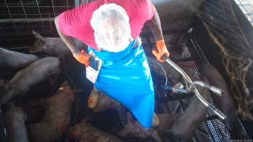Electric stunning - pigs - A worker walks through a pen of pigs, holding an electric stunner. - Captured at Crows Nest Meatworks, Crows Nest QLD Australia.