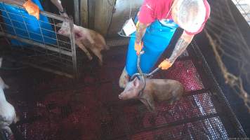 Electric stunning - pigs - A worker uses an electric stunner to immobilise a pig. Many pigs still showed signs of consciousness, including blinking, after stunning. - Captured at Crows Nest Meatworks, Crows Nest QLD Australia.