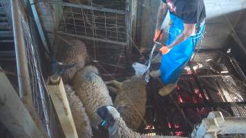 Electric stunning - sheep - A electric stunner is used to immobilise a sheep. - Captured at Crows Nest Meatworks, Crows Nest QLD Australia.