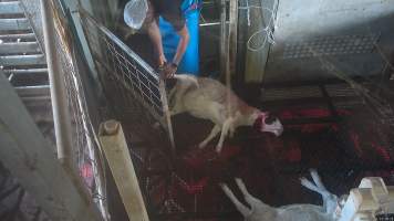Sheep dragged into kill room - A sheep is dragged into the kill room after having their throat slit - Captured at Crows Nest Meatworks, Crows Nest QLD Australia.