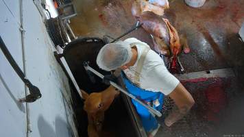 Cow stunning - A cow looks up at a worker who approaches them with a bolt gun. - Captured at Crows Nest Meatworks, Crows Nest QLD Australia.