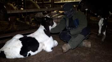 An investigator sits with a bobby calf in the holding pens - Captured at Crows Nest Meatworks, Crows Nest QLD Australia.