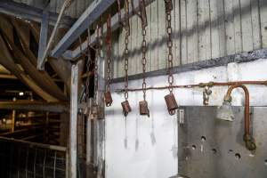 Shackles hang in kill room - Foot shackles used to hang sheep, goats and small pigs. - Captured at Crows Nest Meatworks, Crows Nest QLD Australia.