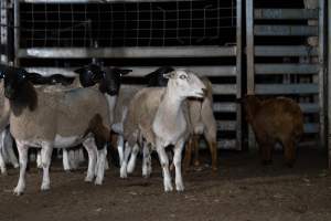 Sheep in holding pens - Captured at Crows Nest Meatworks, Crows Nest QLD Australia.