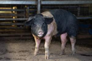 A pig in the holding pens - Captured at Crows Nest Meatworks, Crows Nest QLD Australia.