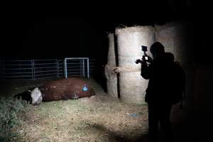 Investigator films a dead bull - Investigators found a dead bull lying near the unloading ramps with blood in his nostrils. He had likely died on the transport truck or during unloading. - Captured at Crows Nest Meatworks, Crows Nest QLD Australia.