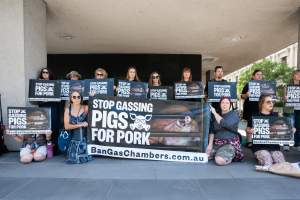 Animal rights activists attending the Rally For Pigs 2025 - Animal rights activists attending a rally outside Victorian Premier, Jacinta Allan's office. Around 50 protestors laid the bodies of dead piglets outside the office, each one symobolising one of the twenty piggeries which had been investigated in a coordinated effort by numerous teams of anonymous activists over the weekend of January 18 & 19, 2025. - Captured at VIC.