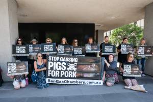 Animal rights activists attending the Rally For Pigs 2025 - Animal rights activists attending a rally outside Victorian Premier, Jacinta Allan's office. Around 50 protestors laid the bodies of dead piglets outside the office, each one symobolising one of the twenty piggeries which had been investigated in a coordinated effort by numerous teams of anonymous activists over the weekend of January 18 & 19, 2025. - Captured at VIC.