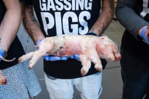 Animal rights activists attending the Rally For Pigs 2025 - Animal rights activists attending a rally outside Victorian Premier, Jacinta Allan's office. Around 50 protestors laid the bodies of dead piglets outside the office, each one symobolising one of the twenty piggeries which had been investigated in a coordinated effort by numerous teams of anonymous activists over the weekend of January 18 & 19, 2025. - Captured at VIC.