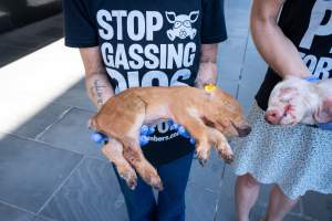 Animal rights activists attending the Rally For Pigs 2025 - Animal rights activists attending a rally outside Victorian Premier, Jacinta Allan's office. Around 50 protestors laid the bodies of dead piglets outside the office, each one symobolising one of the twenty piggeries which had been investigated in a coordinated effort by numerous teams of anonymous activists over the weekend of January 18 & 19, 2025. - Captured at VIC.
