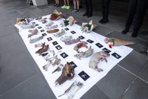 Animal rights activists attending the Rally For Pigs 2025 - Animal rights activists attending a rally outside Victorian Premier, Jacinta Allan's office. Around 50 protestors laid the bodies of dead piglets outside the office, each one symobolising one of the twenty piggeries which had been investigated in a coordinated effort by numerous teams of anonymous activists over the weekend of January 18 & 19, 2025. - Captured at VIC.