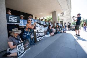 Animal rights activists attending the Rally For Pigs 2025 - Animal rights activists attending a rally outside Victorian Premier, Jacinta Allan's office. Around 50 protestors laid the bodies of dead piglets outside the office, each one symobolising one of the twenty piggeries which had been investigated in a coordinated effort by numerous teams of anonymous activists over the weekend of January 18 & 19, 2025. - Captured at VIC.