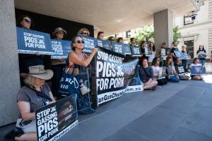 Animal rights activists attending the Rally For Pigs 2025 - Animal rights activists attending a rally outside Victorian Premier, Jacinta Allan's office. Around 50 protestors laid the bodies of dead piglets outside the office, each one symobolising one of the twenty piggeries which had been investigated in a coordinated effort by numerous teams of anonymous activists over the weekend of January 18 & 19, 2025. - Captured at VIC.
