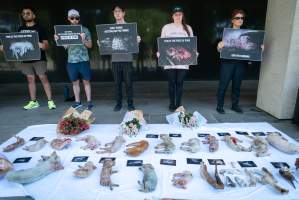 Animal rights activists attending the Rally For Pigs 2025 - Animal rights activists attending a rally outside Victorian Premier, Jacinta Allan's office. Around 50 protestors laid the bodies of dead piglets outside the office, each one symobolising one of the twenty piggeries which had been investigated in a coordinated effort by numerous teams of anonymous activists over the weekend of January 18 & 19, 2025. - Captured at VIC.