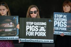 Animal rights activists attending the Rally For Pigs 2025 - Animal rights activists attending a rally outside Victorian Premier, Jacinta Allan's office. Around 50 protestors laid the bodies of dead piglets outside the office, each one symobolising one of the twenty piggeries which had been investigated in a coordinated effort by numerous teams of anonymous activists over the weekend of January 18 & 19, 2025. - Captured at VIC.