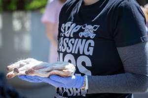 Animal rights activists attending the Rally For Pigs 2025 - Animal rights activists attending a rally outside Victorian Premier, Jacinta Allan's office. Around 50 protestors laid the bodies of dead piglets outside the office, each one symobolising one of the twenty piggeries which had been investigated in a coordinated effort by numerous teams of anonymous activists over the weekend of January 18 & 19, 2025. - Captured at VIC.