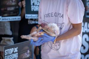 Animal rights activists attending the Rally For Pigs 2025 - Animal rights activists attending a rally outside Victorian Premier, Jacinta Allan's office. Around 50 protestors laid the bodies of dead piglets outside the office, each one symobolising one of the twenty piggeries which had been investigated in a coordinated effort by numerous teams of anonymous activists over the weekend of January 18 & 19, 2025. - Captured at VIC.