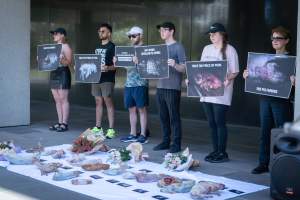 Animal rights activists attending the Rally For Pigs 2025 - Animal rights activists attending a rally outside Victorian Premier, Jacinta Allan's office. Around 50 protestors laid the bodies of dead piglets outside the office, each one symobolising one of the twenty piggeries which had been investigated in a coordinated effort by numerous teams of anonymous activists over the weekend of January 18 & 19, 2025. - Captured at VIC.
