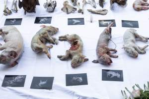 Animal rights activists attending the Rally For Pigs 2025 - Animal rights activists attending a rally outside Victorian Premier, Jacinta Allan's office. Around 50 protestors laid the bodies of dead piglets outside the office, each one symobolising one of the twenty piggeries which had been investigated in a coordinated effort by numerous teams of anonymous activists over the weekend of January 18 & 19, 2025. - Captured at VIC.