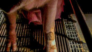 Sow with injured leg - A sow with a pressure sore on her leg in a farrowing crate - Captured at Kia-Ora Piggery, Yarrawalla VIC Australia.