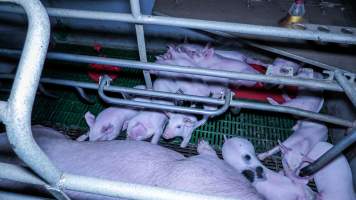 Piglets in farrowing crate - Captured at Calivil Breeder, Calivil VIC Australia.