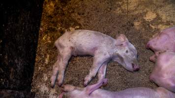 A dead piglet in a farrowing crate - Captured at Markanda Piggery, Wyuna East VIC Australia.