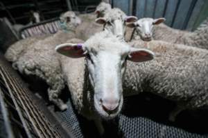 Sheep in stun pen at slaughterhouse - Captured at Steve's Country Kills, Chinchilla QLD Australia.