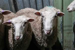 Sheep in stun pen at slaughterhouse - Captured at Steve's Country Kills, Chinchilla QLD Australia.